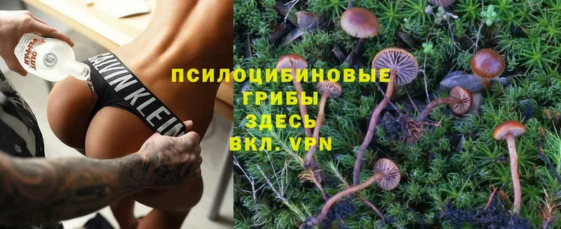 Псилоцибиновые грибы Psilocybine cubensis  Еманжелинск 